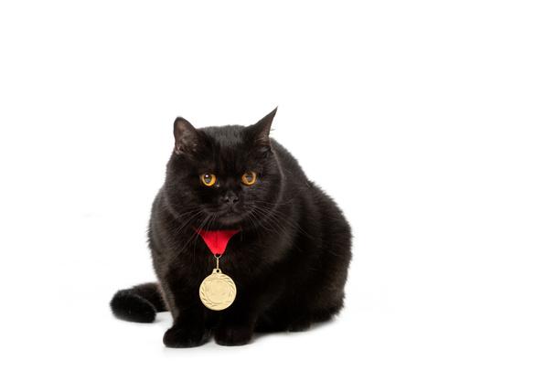 studio shot of black british shorthair cat with golden medal isolated on white background  - Фото, изображение