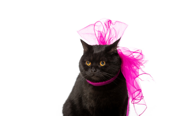 black british shorthair cat in pink festive bow isolated on white background  - 写真・画像