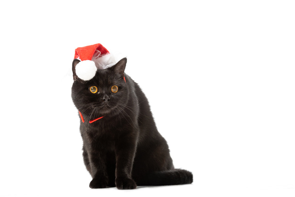 noir britannique shorthair chat dans chapeau de Noël isolé sur fond blanc
  - Photo, image