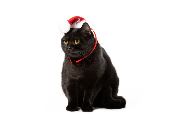 白い背景で隔離のクリスマス帽子黒ブリティッシュショートヘアの猫のスタジオ撮影  - 写真・画像