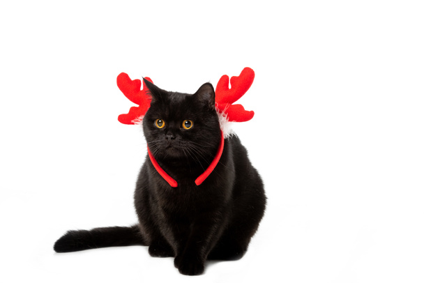 studio shot of black british shorthair cat in christmas horns isolated on white background  - 写真・画像
