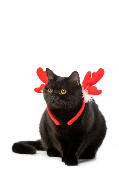 adorable black british shorthair cat in christmas horns isolated on white background  - Foto, imagen
