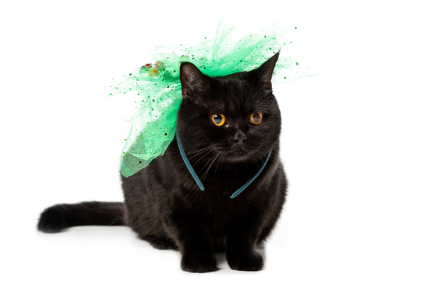 black british shorthair cat in green festive bow isolated on white background  - Zdjęcie, obraz