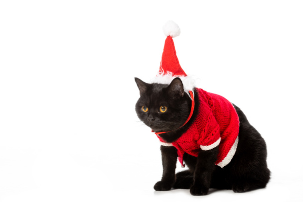 studio shot of black british shorthair cat in christmas vest and hat isolated on white background  - Foto, imagen