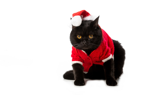 cute black british shorthair cat in christmas vest and hat isolated on white background  - Foto, afbeelding