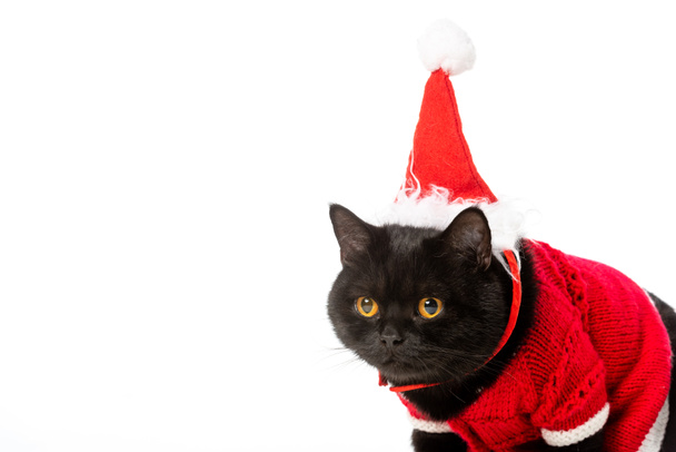 aranyos fekete brit Rövidszőrű macska Karácsonyi vest és kalap elszigetelt fehér background portréja  - Fotó, kép
