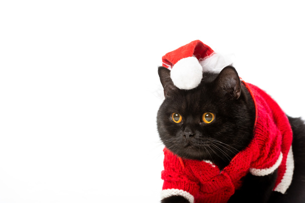 negro británico taquigrafía gato en navidad chaleco y sombrero mirando lejos aislado en blanco fondo
  - Foto, Imagen