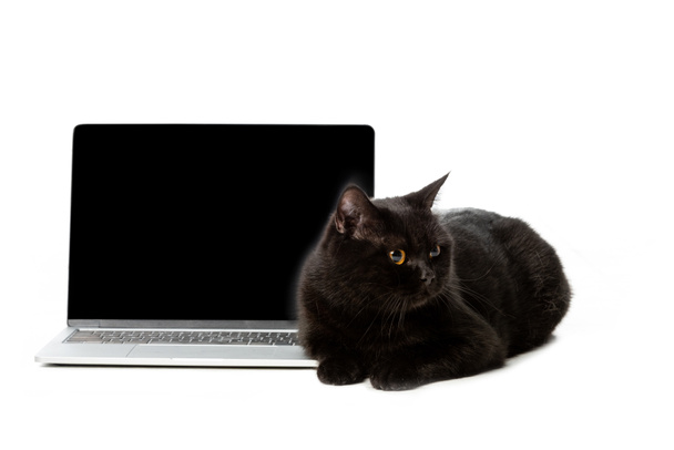 black british shorthair cat laying near laptop with blank screen and looking away isolated on white background  - Zdjęcie, obraz