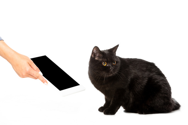 cropped image of woman giving digital tablet with blank screen to black shorthair british cat isolated on white background  - Foto, Imagem