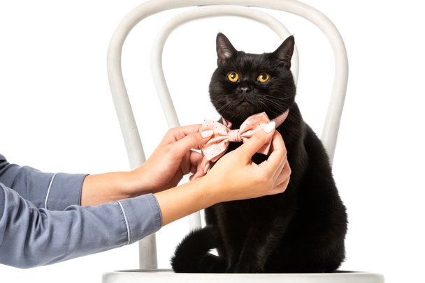  woman adjusting bow tie on black british shorthair cat on chair isolated on white background  - 写真・画像