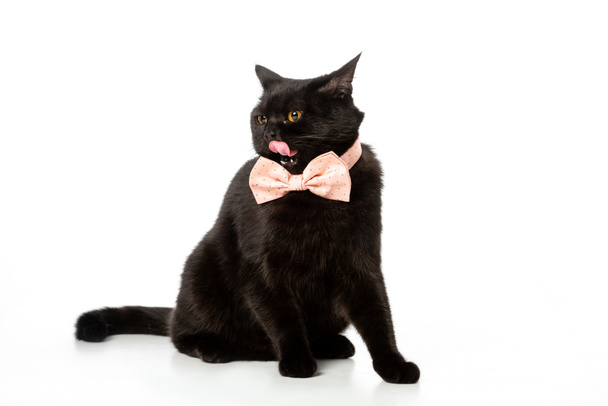 adorable black british shorthair cat in pink bow tie licking up isolated on white background  - Foto, Bild