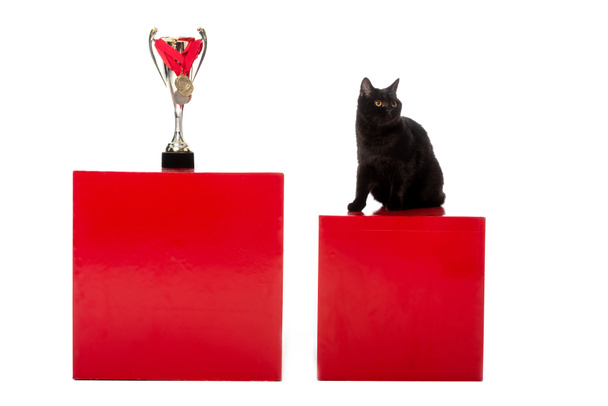 black british shorthair cat sitting on red cube near golden trophy cup wrapped by medals isolated on white background  - Foto, imagen
