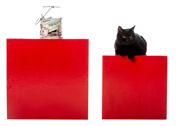 black british shorthair cat sitting on red cube near jar with cash money isolated on white background  - Fotoğraf, Görsel