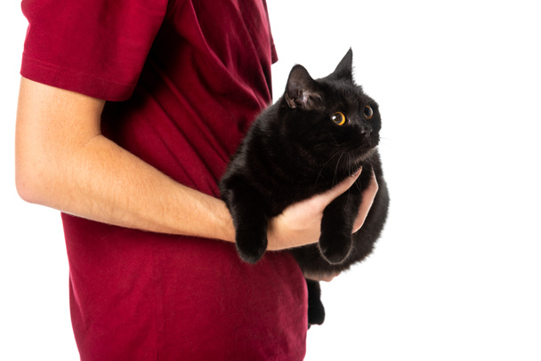 partial view of man holding cute black british shorthair cat looking away isolated on white background  - Photo, Image