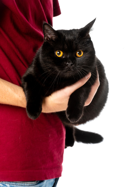 cropped image of man holding cute black british shorthair cat looking at camera isolated on white background  - 写真・画像
