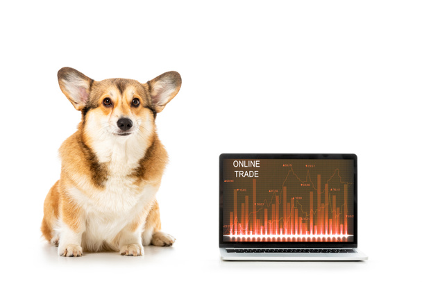 welsh corgi pembroke sitting near laptop with online trade on screen isolated on white background  - Fotoğraf, Görsel