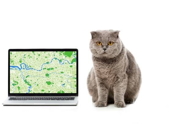 γκρι Βρεταννόs στενογραφία γάτα κοντά σε φορητό υπολογιστή με χάρτη στην οθόνη που απομονώνονται σε λευκό φόντο  - Φωτογραφία, εικόνα