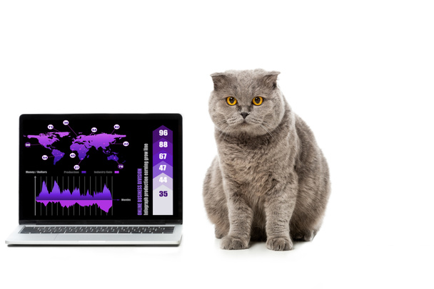 чарівні сірий Британська короткошерста кішка поблизу ноутбук з infrographic на екрані ізольовані на білому тлі  - Фото, зображення