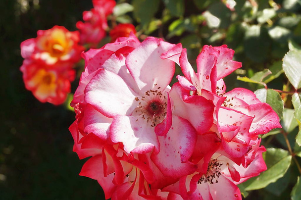 Rose bianche e rosse
 - Foto, immagini