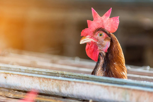 Τα αυγά τα κοτόπουλα στο αγρόκτημα, κλουβί κλειστό, κοτόπουλο βιομηχανία, μαλακή εστίαση, υψηλό Iso. - Φωτογραφία, εικόνα