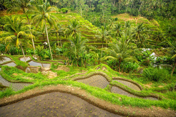 Terrasses de riz vert sur l'île de Bali, Indonésie
 - Photo, image