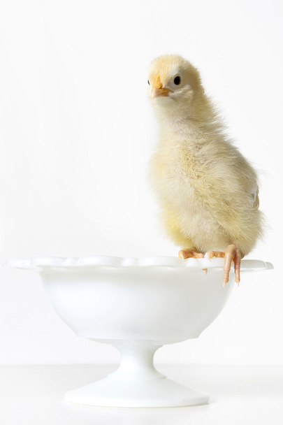 Yellow Baby Chicken Roosting on a White Bowl - Zdjęcie, obraz
