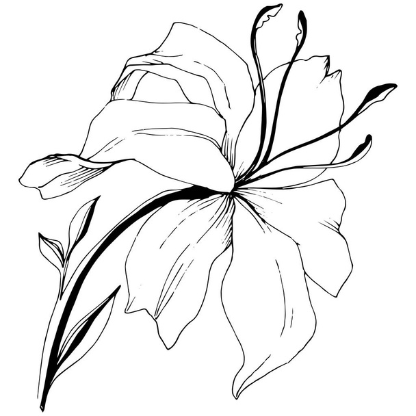 Kır çiçeği lilyum izole bir vektör tarzı. Bitki tam adı: zambak. Arka plan, doku, sarıcı desen, çerçeve veya kenarlık için vektör çiçek. - Vektör, Görsel
