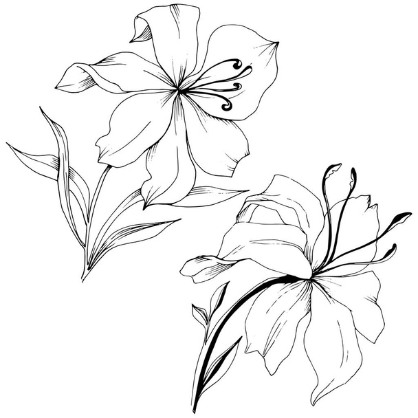 Vadvirág liliomok elszigetelt vektor stílusban. A növény neve: liliom. Vektor virág a háttér textúra, burkoló minta, keret vagy határ. - Vektor, kép