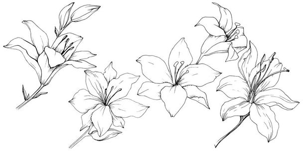 Lirios de flores silvestres en un estilo vectorial aislado. Nombre completo de la planta: lirios. Flor vectorial para fondo, textura, patrón de envoltura, marco o borde
. - Vector, imagen
