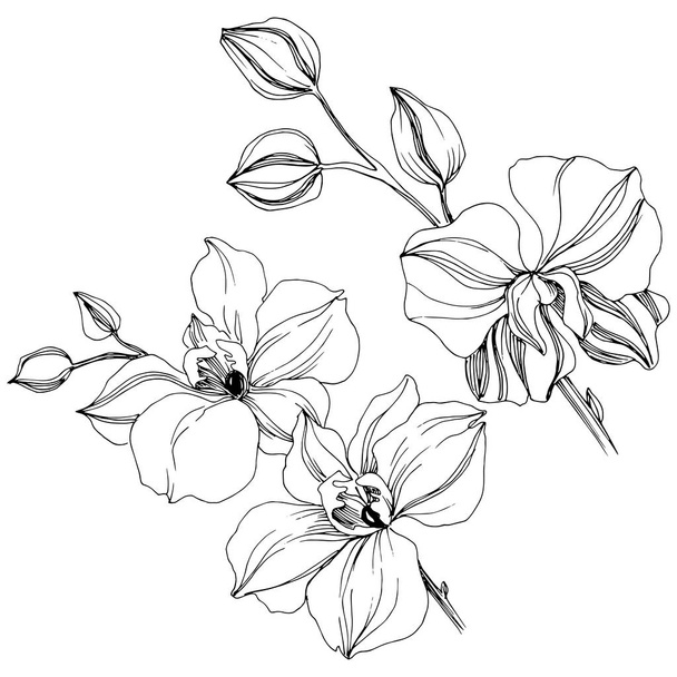 Vector tropical orchid flower. Floral botanical flower. Isolated illustration element. Vector wildflower for background, texture, wrapper pattern, frame or border. - Vektör, Görsel