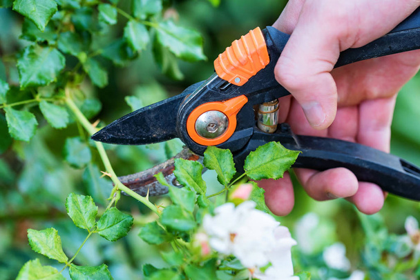 Ruka držící zahradnické nůžky pro stříhání růží - Fotografie, Obrázek
