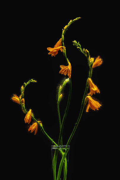 beautiful wet orange lily flowers in transparent vase isolated on black  - Photo, Image