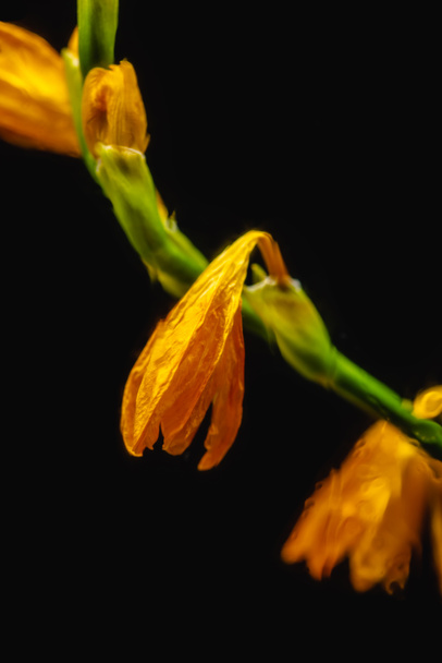 zbliżenie kwiatów pomarańczowy wyblakłe lily na czarnym tle - Zdjęcie, obraz