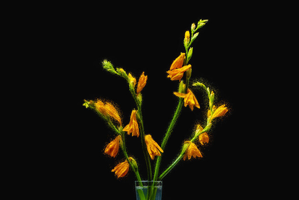 beautiful wet orange lilies in transparent vase isolated on black background - Photo, Image