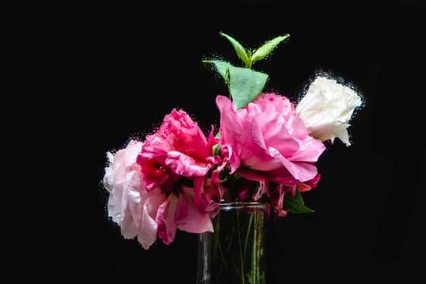 vista close-up de belas flores de eustoma rosa e branco molhado em vaso transparente em preto
 - Foto, Imagem