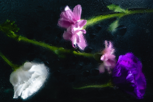 beautiful wet pink, blue and white flowers with green stems on black - Photo, Image