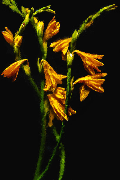 beautiful wet orange lilies and buds with green stems isolated on black - Photo, Image