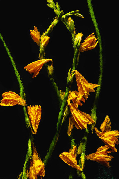 krásné, kvetoucí mokré oranžové lilie a pupeny s zelené stonky izolované na černém pozadí - Fotografie, Obrázek