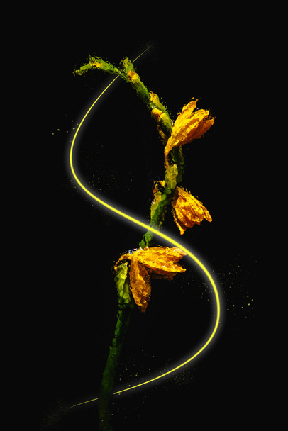 beautiful wet orange lily flowers and buds with glowing wave isolated on black  - Foto, immagini