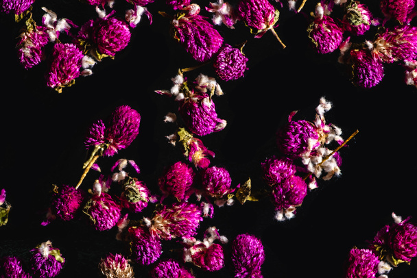 mooie roze clover bloemen geïsoleerd op zwarte achtergrond   - Foto, afbeelding
