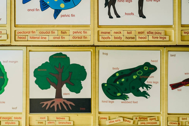 Cartes avec noms d'animaux dans une école Montessori
. - Photo, image
