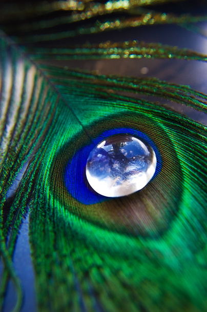 Peacock feather - Photo, Image