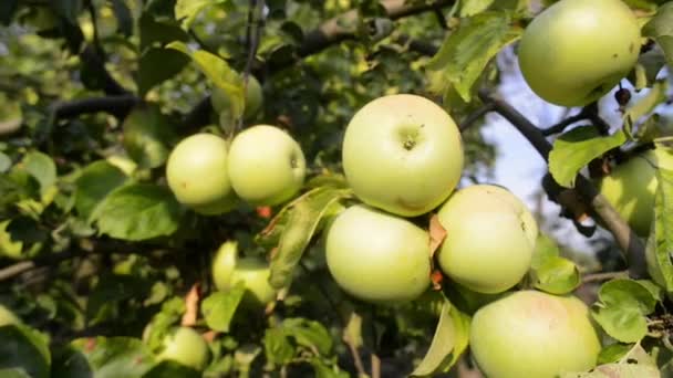 спелые яблоки на дереве - Кадры, видео