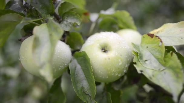 jabłka mokre drzewo - Materiał filmowy, wideo