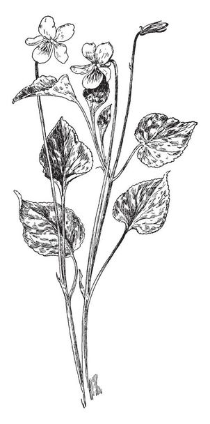 Diese Blütenpflanzen gehören zur Familie der Veilchengewächse, deren Blüte als Zierpflanze, Linienzeichnung oder Gravierillustration verwendet wird.. - Vektor, Bild