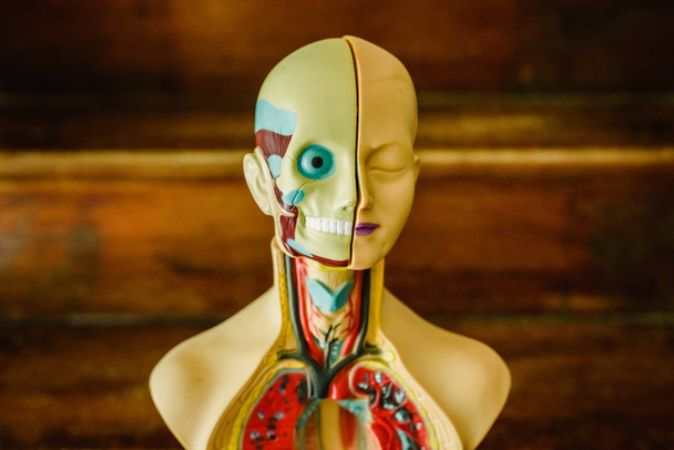 Modello anatomico del corpo umano in plastica da studiare in classe o per il medico
. - Foto, immagini