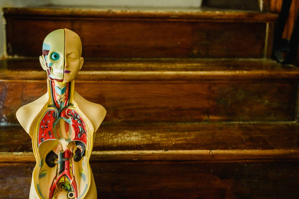 Modello anatomico del corpo umano in plastica da studiare in classe o per il medico
. - Foto, immagini