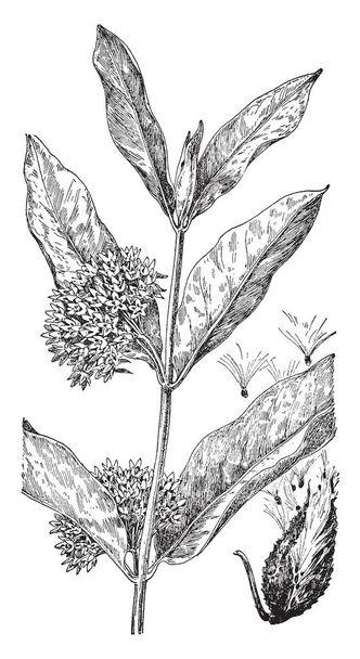 Asclepias syriaca, широко известный как обычный milkweed.it выращивается в песчаных почвах области, рисунок винтажной линии или гравировки иллюстрации
. - Вектор,изображение