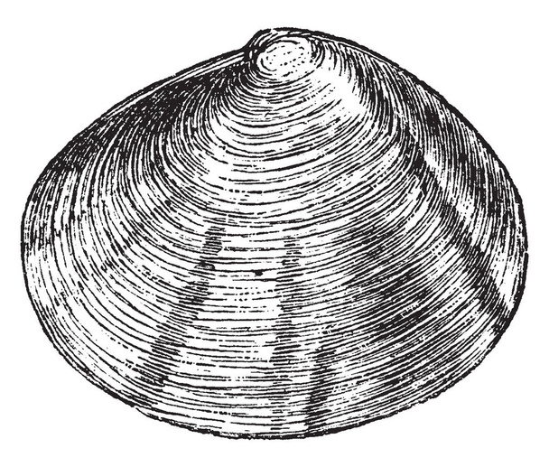 Tellina crassa is a widely distributed genus of marine bivalve molluscs, vintage line drawing or engraving illustration. - Vector, Image