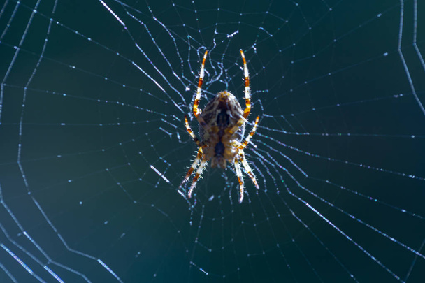 web とクモの巣を這うクモをクローズ アップ - 写真・画像